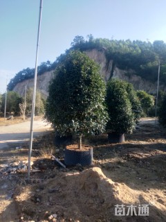 10公分桂花