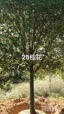 20公分桂花