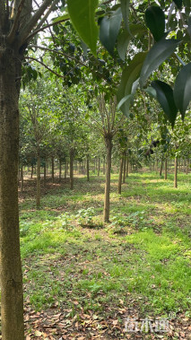 12公分大叶女贞