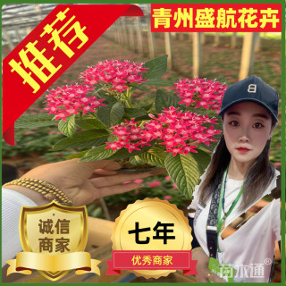 高度15厘米五星花