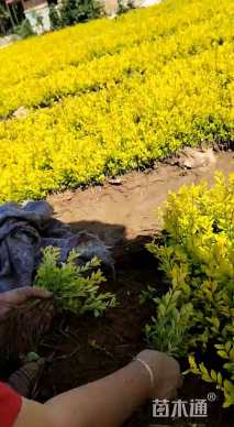 高度35厘米金叶女贞