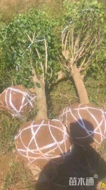 高度250厘米木槿