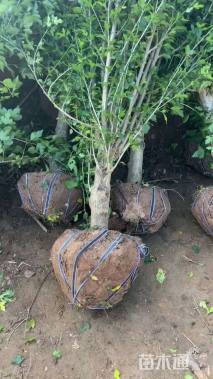 高度180厘米木槿