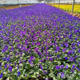 高度15厘米角堇