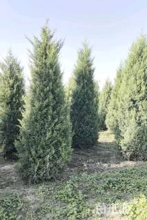 高度200厘米北京桧