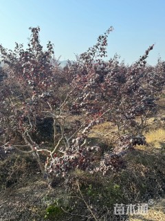 高度150厘米红花继木