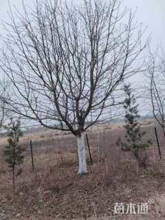 高度450厘米丛生黄栌