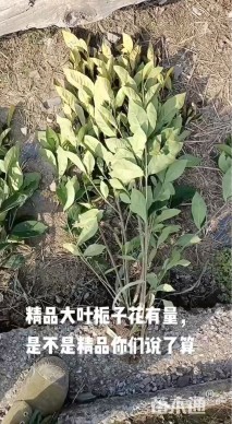 高度40厘米大叶栀子小苗