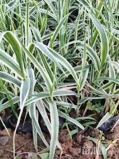 高度30厘米花叶芦竹