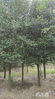 12公分弗吉尼亚栎