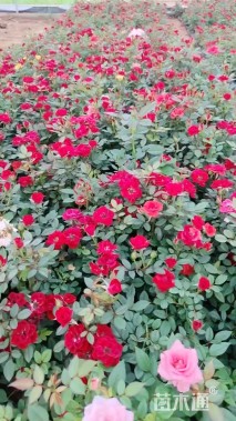 高度20厘米月季