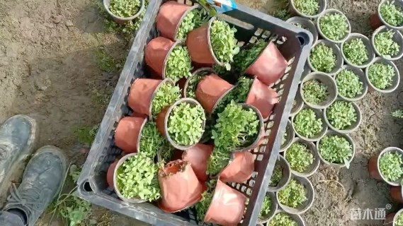 高度10厘米千屈菜