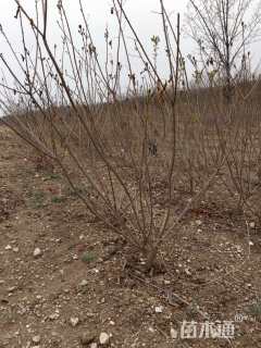 高度200厘米丛生黄栌