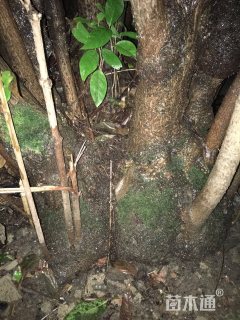 高度650厘米蜡梅