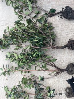 高度150厘米法国冬青