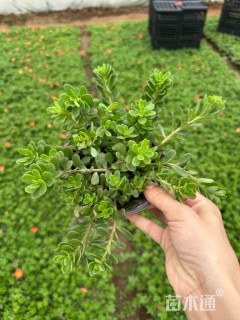 高度15厘米太阳花