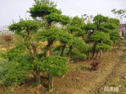 白蜡