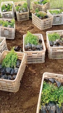 高度30厘米瓜子黄杨