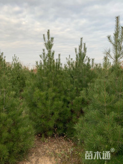 高度200厘米白皮松