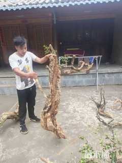 高度100厘米瓜子黄杨