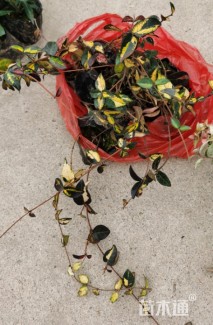 高度20厘米金叶络石