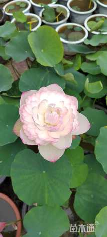 高度60厘米荷花