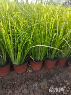 高度20厘米金叶石菖蒲