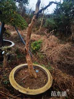 高度180厘米黄杨