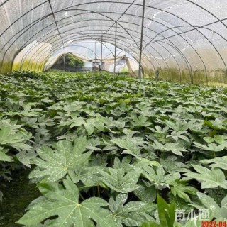 高度35厘米八角金盘