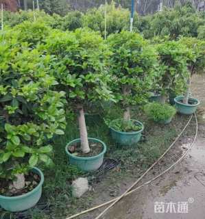 5公分金桂