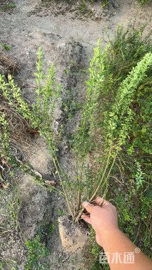 高度40厘米迎春花