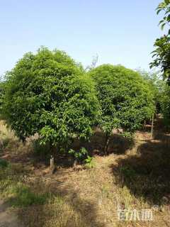12公分桂花