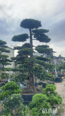 35公分罗汉松