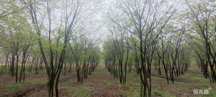 35公分(5杆)丛生榉树