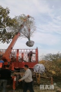 12公分山桃