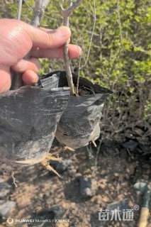 0.5公分暴马丁香