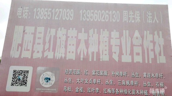 40公分(4杆)丛生乌桕