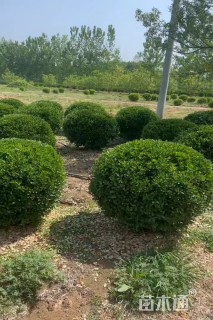 冠幅60厘米瓜子黄杨球