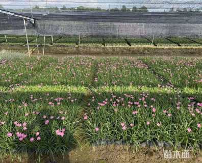 高度20厘米红花葱兰