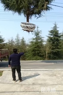 高度900厘米雪松