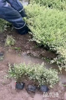 高度40厘米银姬小蜡