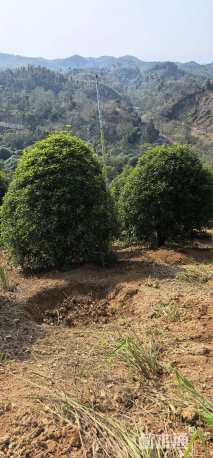 高度350厘米丛生桂花