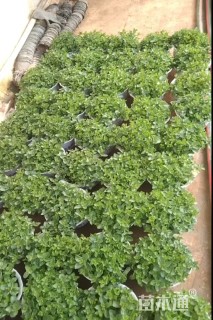 高度15厘米薄荷