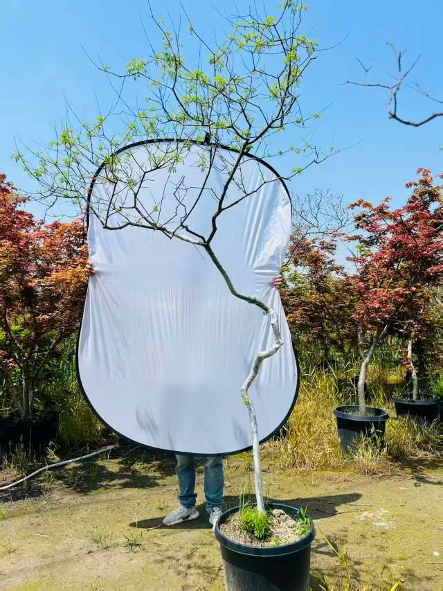 高度200厘米黄荆