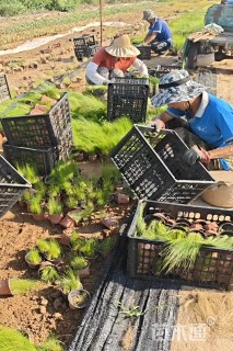 高度25厘米墨西哥羽毛草