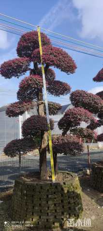 35公分造型红花继木桩