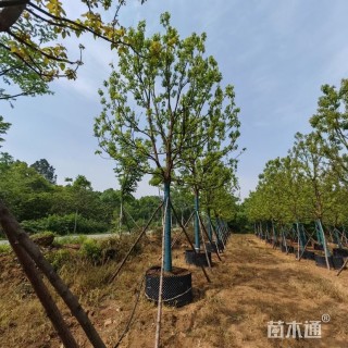 21公分香樟