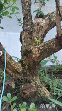 高度108厘米小叶黄杨