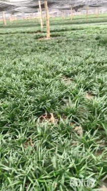 高度10厘米玉龙草