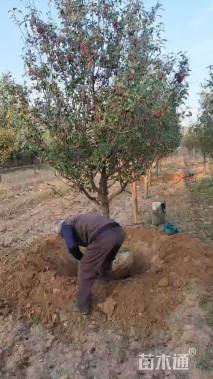 11.2公分八棱海棠